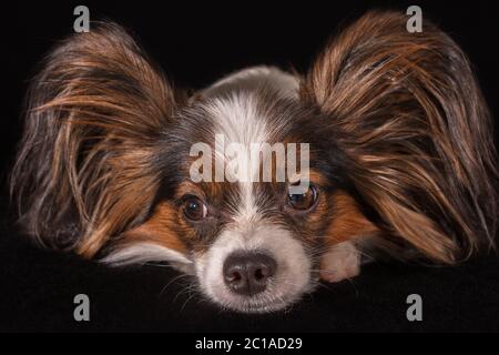 Schöne junge Rüde Continental Toy Spaniel Papillon auf schwarzem Hintergrund Stockfoto