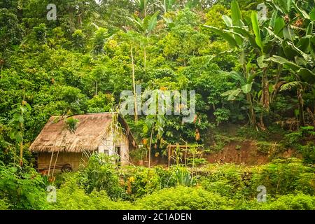 Holz Bambus Hütte im Dschungel Stockfoto