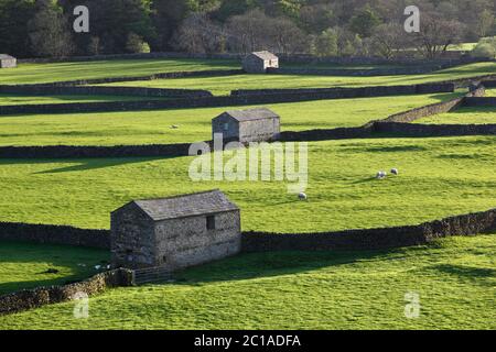 Steinmauern und Scheunen in Swaledale im Yorkshire Dales National Park, Gunnerside, in der Nähe von Hawes, North Yorkshire, England, Vereinigtes Königreich, Europa Stockfoto