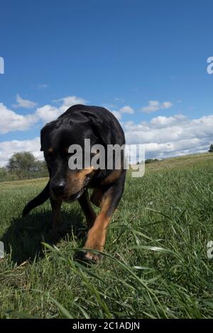 Rottweiler Porträts. Hund schießen vor dem Haus. Stockfoto