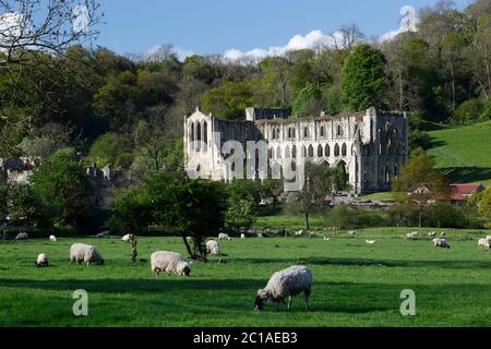 Ruinen der Rievaulx Abbey aus dem 12. Jahrhundert in einem abgeschiedenen Tal, Rievaulx, in der Nähe von Helmsley, North Yorkshire, England, Großbritannien, Europa Stockfoto