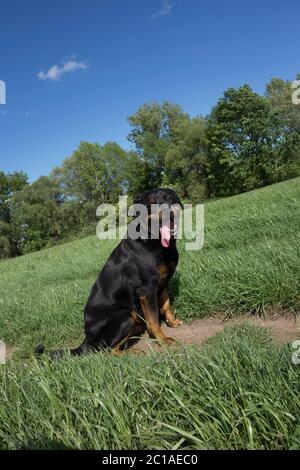 Rottweiler Porträts. Hund schießen vor dem Haus. Stockfoto