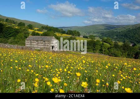 Blick über die Buttercup Wiese zum Tal von Swaledale, in der Nähe von Hawes, Yorkshire Dales Nationalpark, North Yorkshire, England, Großbritannien, Europa Stockfoto