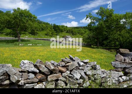 Blick über die Trockensteinmauer zur Scheune in der Buttercup gefüllten Wiese in Upper Wharfedale bei Kettlewell Stockfoto