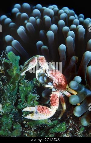 Porzellankrebs - Neopetrolisthes maculatus Stockfoto