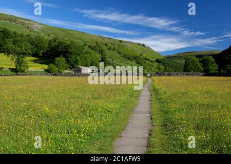 Fußweg durch Buttercup gefüllte Wiese in Swaledale, Muker, Yorkshire Dales National Park, North Yorkshire, England, Großbritannien, Europa Stockfoto