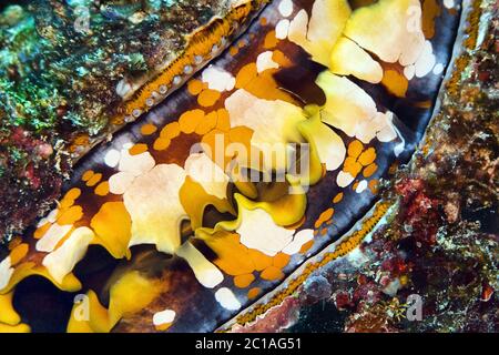 Dornige Auster - Spondylus varius Stockfoto