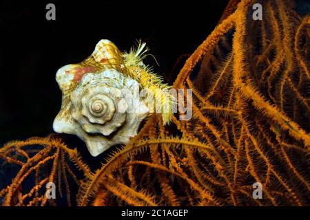 Hairy Yellow Einsiedlerkrebs (Nachtaufnahme) - Aniculus maximus Stockfoto