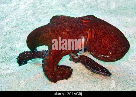 Tagesoktopus - Octopus cyanea Stockfoto
