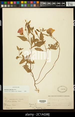 Oenothera speciosa Nutt Oenothera speciosa Nutt. Stockfoto