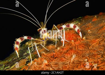 Gebänderte Korallengarnelen (Nachtaufnahme) - Stenopus hispidus Stockfoto