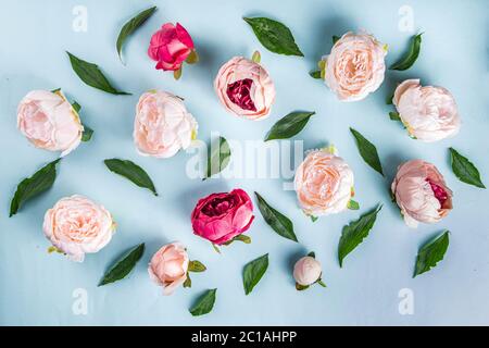 Flache Lage von Blumen und grünen Blättern. Zarte Pfingstrosen und Chrysanthemen Blütenmuster, Komposition für Postkarten auf hellblauem Hintergrund. Stockfoto