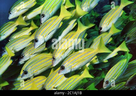 Schwarm von Bluestripe Snapper - Lutjanus kasmira Stockfoto