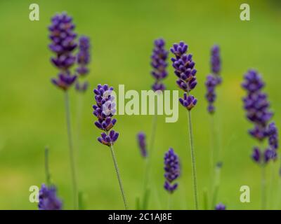 Nahaufnahme von hübschen Lavendelblüten in einem Garten, Lavandula angustifolia Hidcote Blue Stockfoto