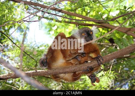 Baby-schwarzer Lemur auf dem Rücken der Mutter, (Eulemur macaco), Nosy Komba Island, Madagaskar. Stockfoto