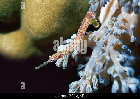 Seenadeln - Corythoichthys sp. Stockfoto