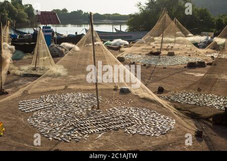 Fische in der Sonne im kleinen Fischerdorf von Indien GOA zu trocknen Stockfoto