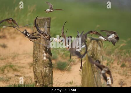 Sand martin Gruppe Riparia riparia oder Europäische Halsbandvögel Singvogel Stockfoto