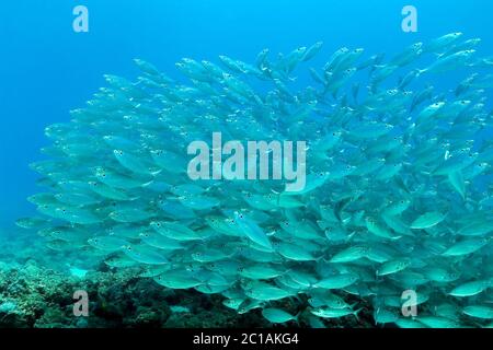 Schwarm von Bigeye Scad - Selar crumenophthalmus Stockfoto