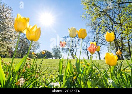 Tulpen auf grüner Wiese im Frühling im Sonnenlicht Stockfoto