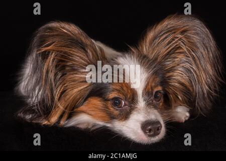 Schöne junge Rüde Continental Toy Spaniel Papillon auf schwarzem Hintergrund Stockfoto