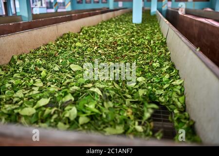 Grüne Blätter Tee trocknen auf Werkseinstellungen Stockfoto