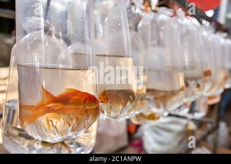 Fische in Plastiktüten Stockfoto