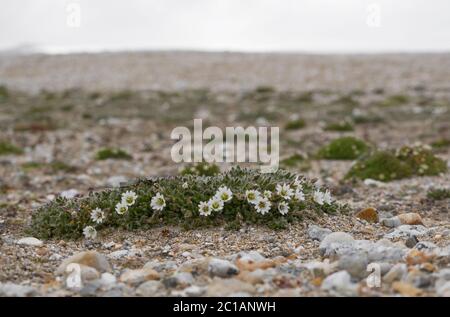Weiße Blume auf Spitzbergen. Den kurzen Sommer auf trockenem Boden überleben. Stockfoto