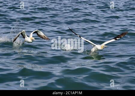 Kapgans - Morus capensis (Sula capensis) Stockfoto