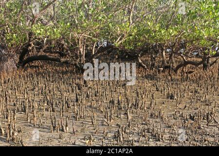 Mangrove am Strand bei Ebbe, Ampangorinana Village, Nosy Komba Island, Madagaskar. Stockfoto