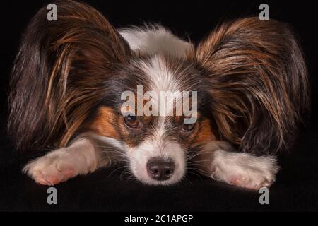 Schöne junge Rüde Continental Toy Spaniel Papillon auf schwarzem Hintergrund Stockfoto