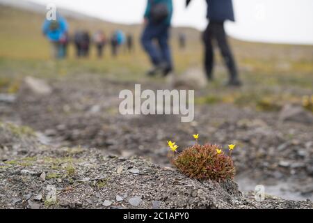 Spitzbergen, Norwegen, 21. Juni 2018: Gelbe Blume am Boden während des arktischen Sommers. Menschen im Hintergrund laufen. Stockfoto