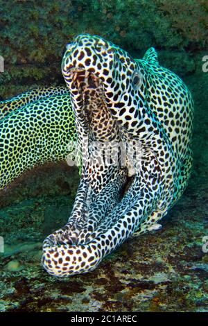 Leopardenmoränen - Gymnothorax favagineus Stockfoto