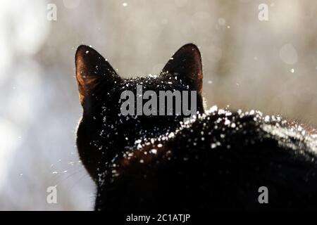 Eine schwarze Katze schaut auf die Straße, wo ein schwerer Schnee fällt. Schneeflocken fallen auf eine Katze von oben. Stockfoto