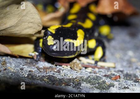 Feuersalamander Salamandra salamandra Portrait Nacht Amphibian Stockfoto