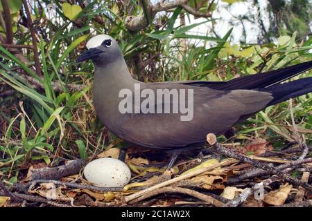 Braun Noddy - Anous stolidus Stockfoto