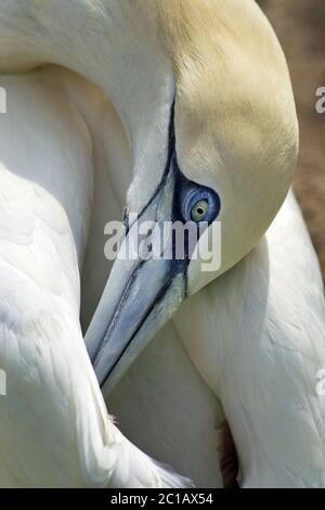 Nördliche Gannette - Morus bassanus Stockfoto