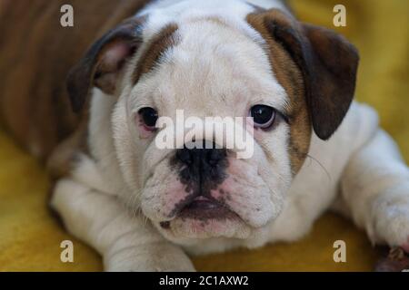 Lustige Portrait von Welpen, englische Bulldogge Stockfoto