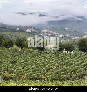 Pisten bedeckt mit Weinbergen in Portugal Stockfoto