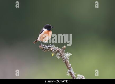 Männliche gemeinsame Schwarzkehlchen (Saxicola torquatus) Stockfoto