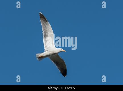Gemeine Möwe im Flug Flügel öffnen Segelfliegen im Sommer blau Himmel Stockfoto