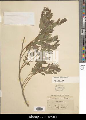Amorpa fruticosa L Amorpa fruticosa L. Stockfoto