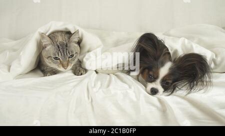 Katze mit einem Hund liegt unter Decke auf dem Bett Stockfoto