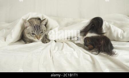 Katze mit einem Hund liegt unter Decke auf dem Bett Stockfoto