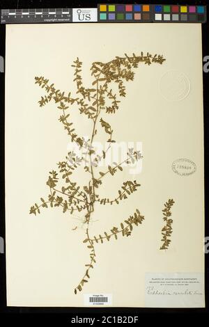 Euphorbia maculata L Euphorbia maculata L. Stockfoto