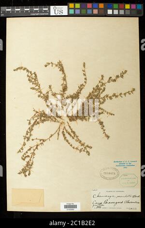 Euphorbia maculata L Euphorbia maculata L. Stockfoto