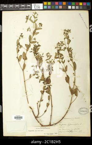 Euphorbia maculata L Euphorbia maculata L. Stockfoto