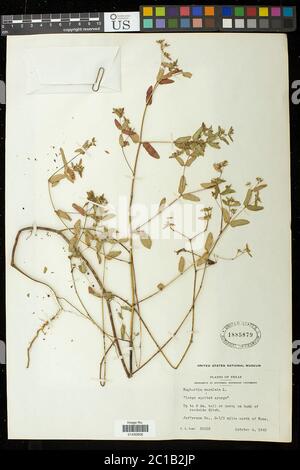 Euphorbia maculata L Euphorbia maculata L. Stockfoto