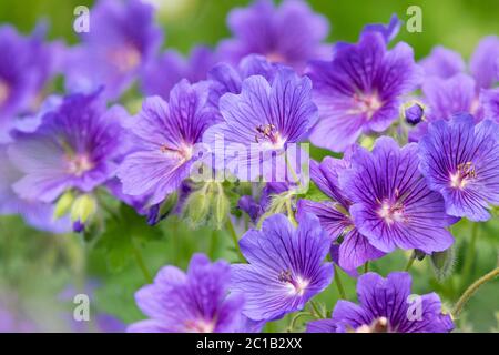 Hardy Geranium x magnificum oder lila Cranesbill - UK Stockfoto