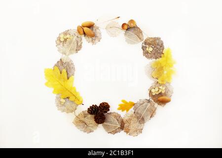 Runder Rahmen aus skeletonisierten Espenblättern, Ficus und Eiche, Zapfen und Eicheln auf weißem Hintergrund. Stockfoto